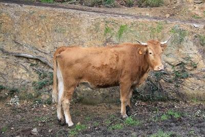 RQ RM Vache 01